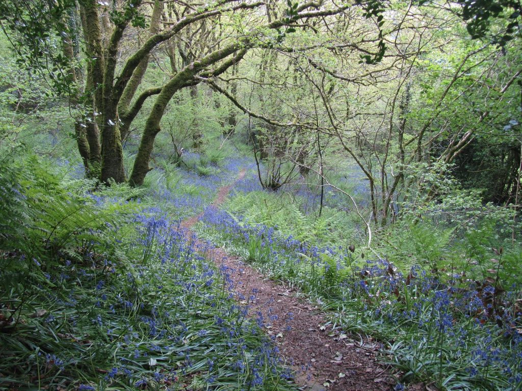 Footpath During the Spring season