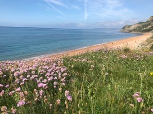 South West Coast Path Image